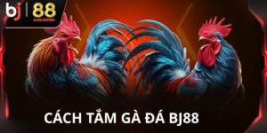 Cách tắm cho gà đá BJ88