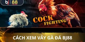 Cách xem vảy chân gà đá BJ88