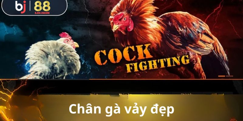 Cần kết hợp cách xem vảy chân gà đá và cả thể trạng gà