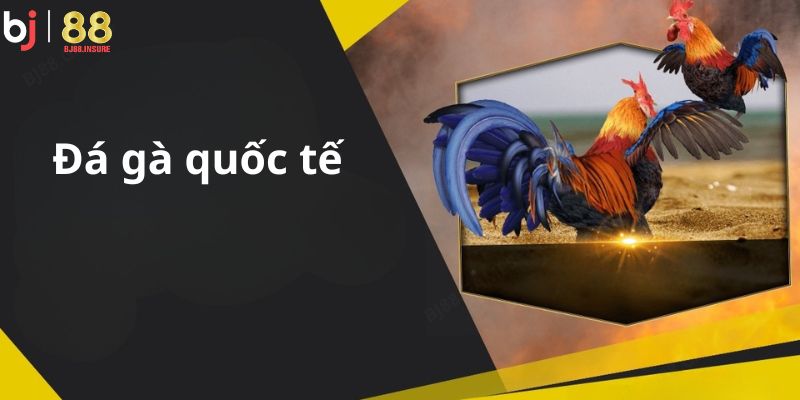 Nhiều người chọn xem đá gà qua mạng