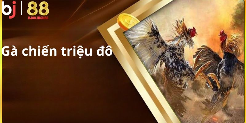 Hai chiến kê đều bất bại trước khi vào trận