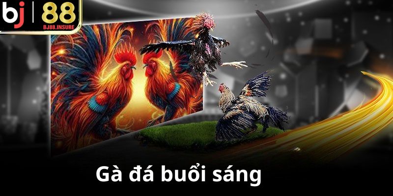 Buổi sáng cho gà đá ăn gì