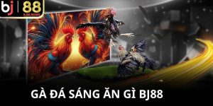 Gà đá buổi sáng ăn gì BJ88