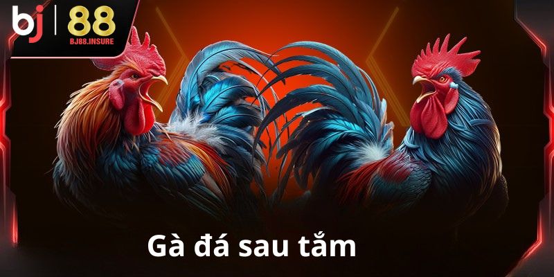 Cách tắm gà đá giúp gà khỏe tới pin hơn