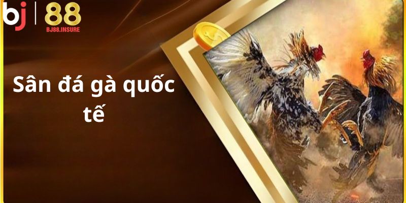 Trận đá gà 36 tỷ được livestream tại Campuchia