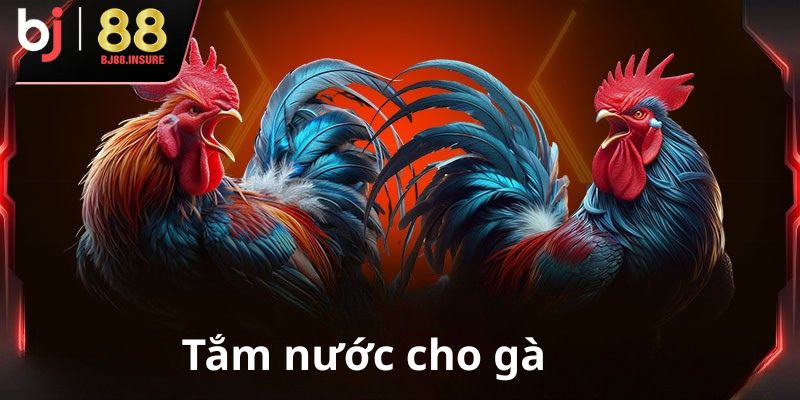 Gà nên được tắm đều đặn theo lịch tập luyện