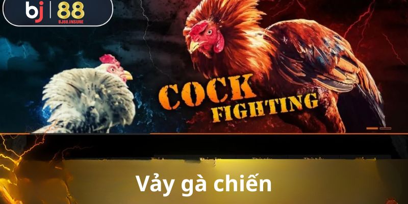 Vảy gà đá phản ánh đòn lối và khả năng thi đấu