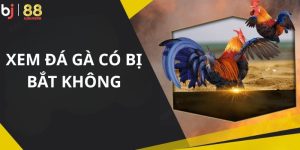 Xem đá gà có bị bắt không tại BJ88